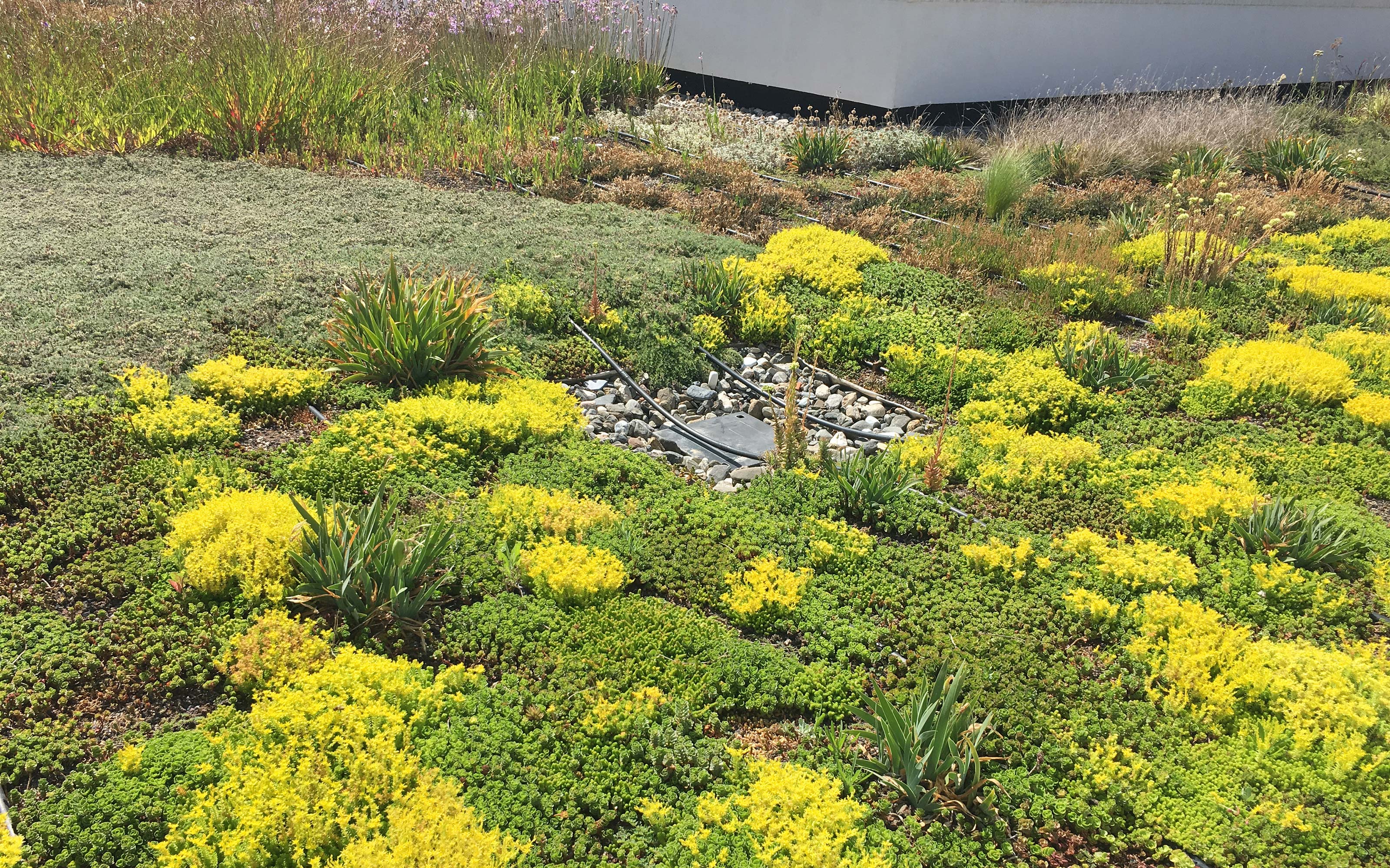 Cubierta ajardinada con flores amarillas de Sedum