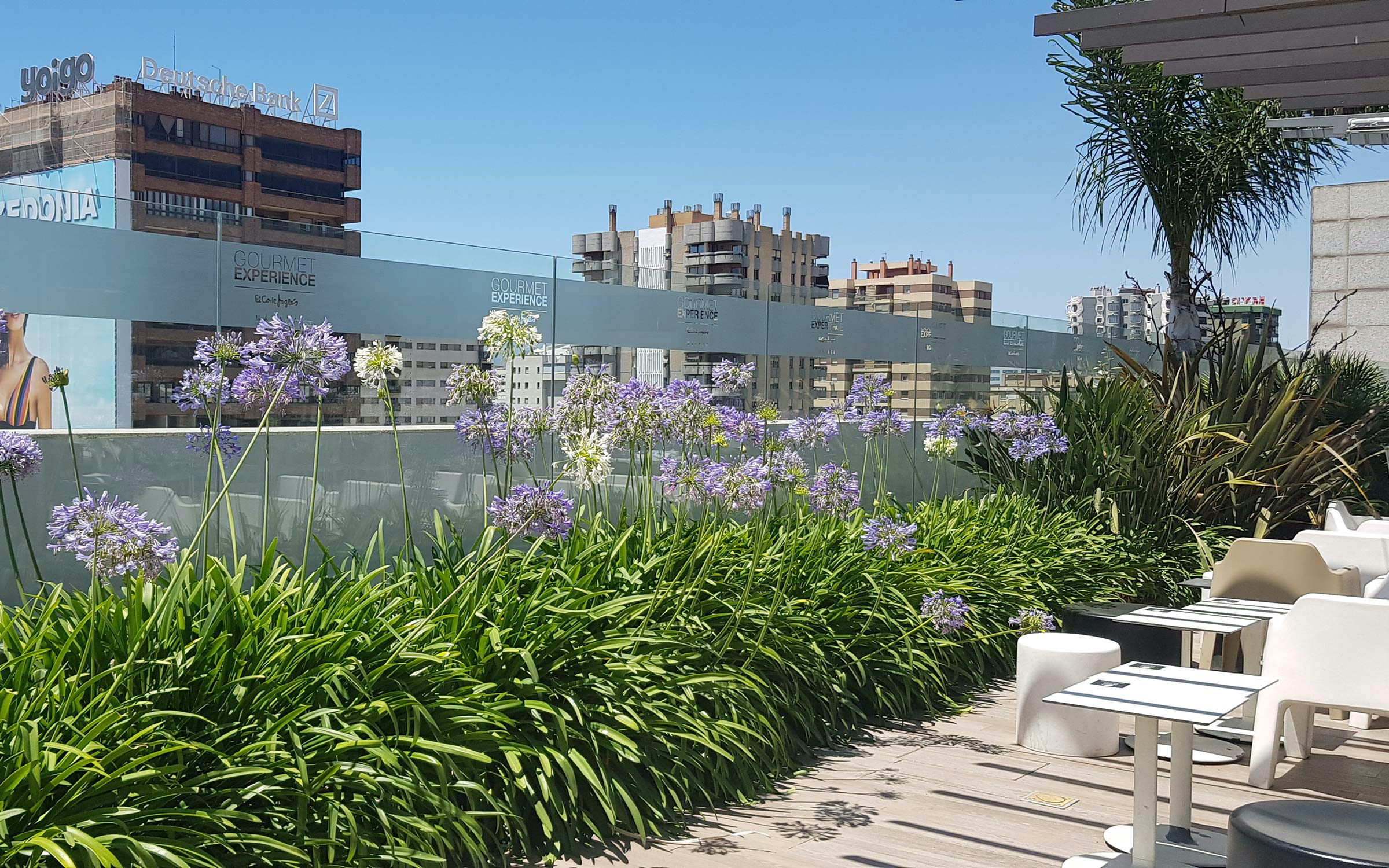 Cubierta jardín con palmeras, flores de agapanthus y pavimentos