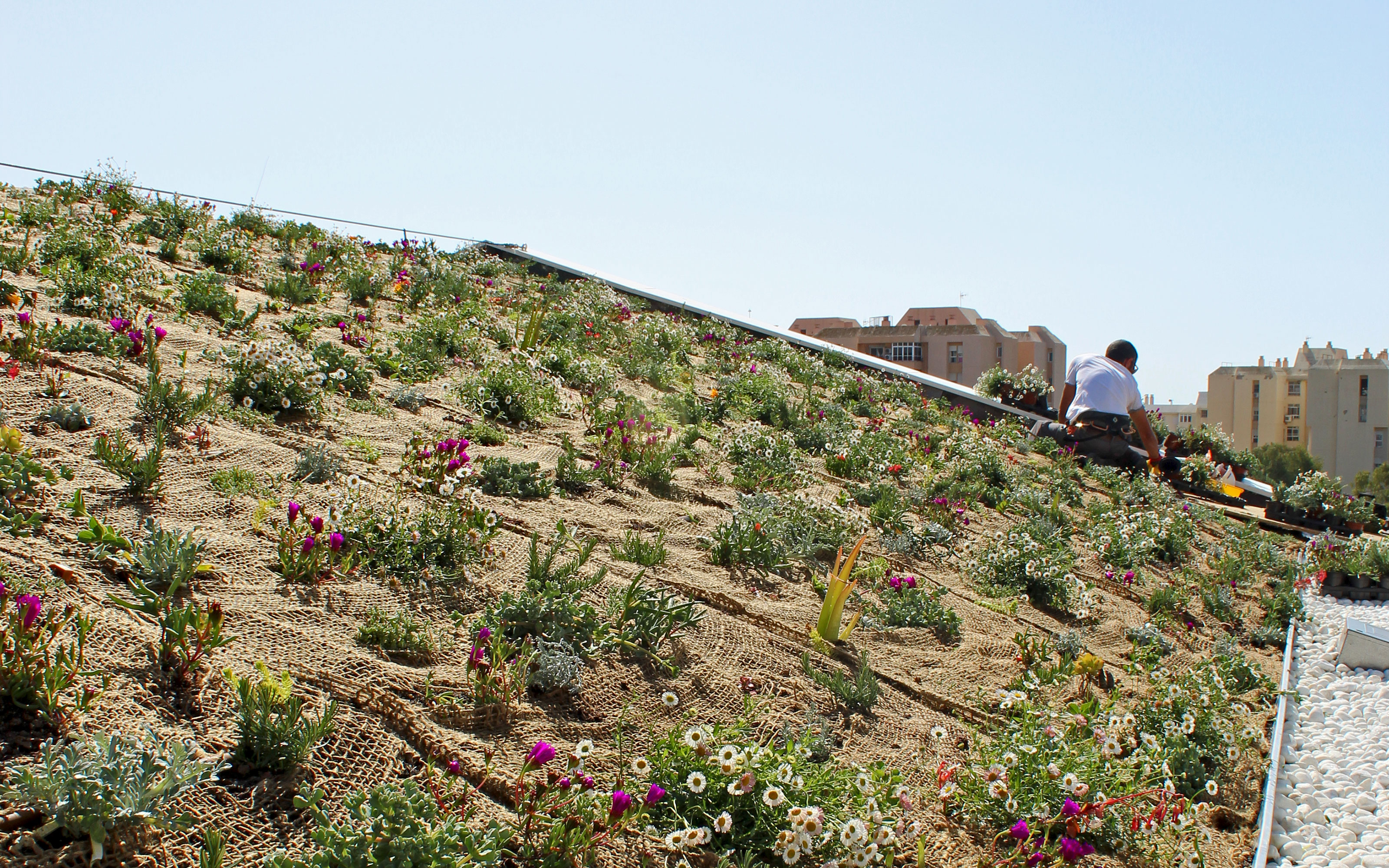 Durante la instalación de la cubierta ajardinada inclinada