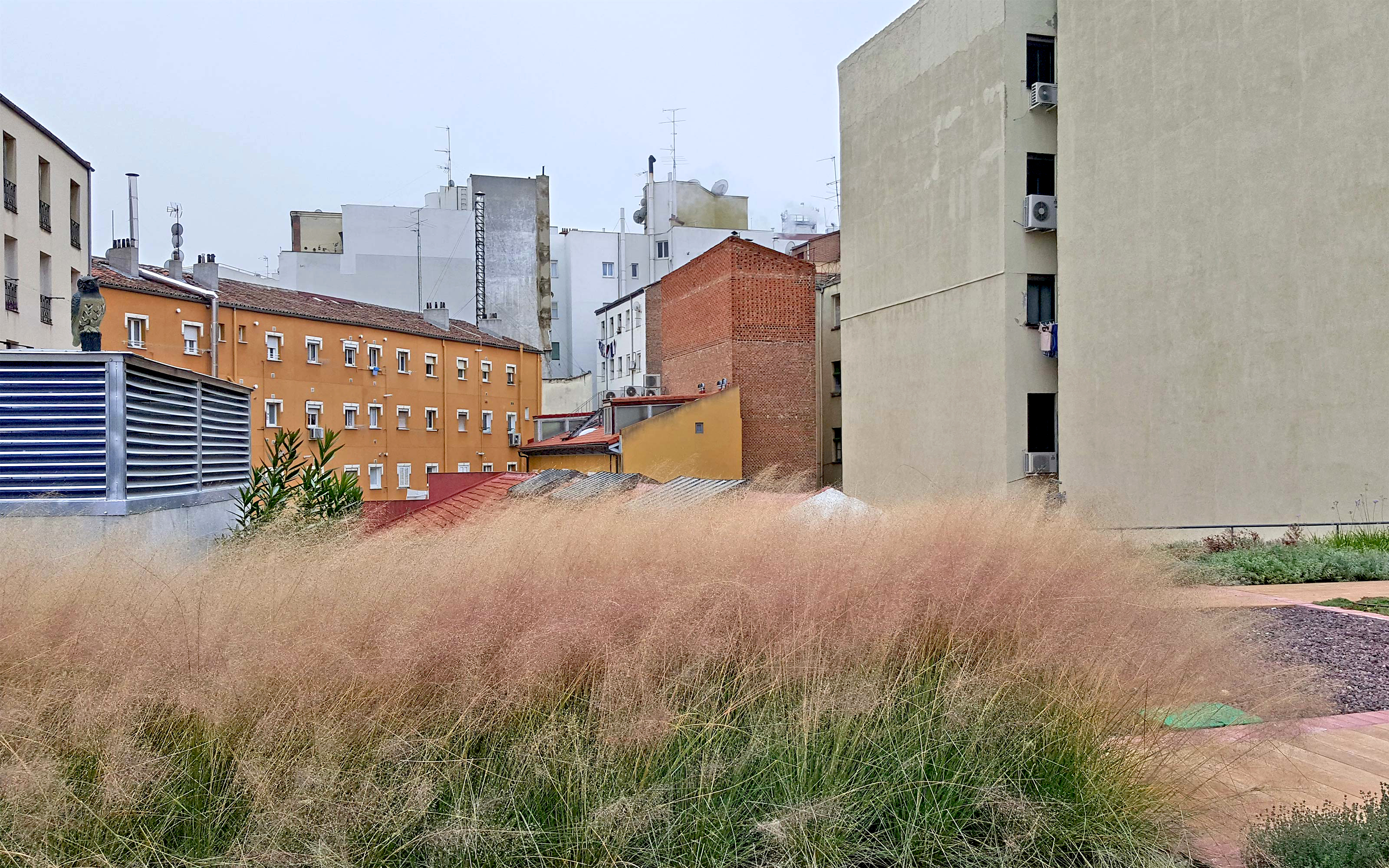 Hierbas ornamentales rosadas sobre una cubierta ajardinada