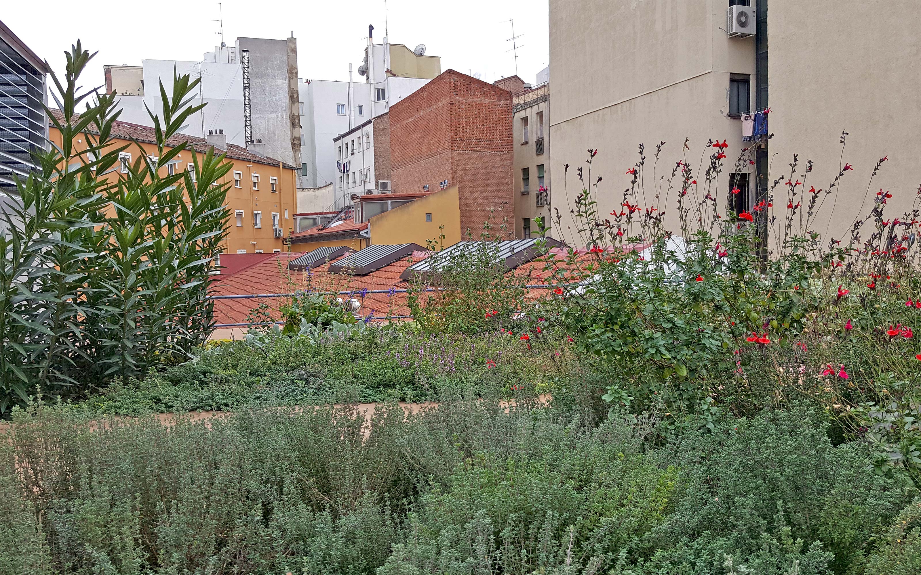 Flores y hierbas sobre una cubierta ajardinada