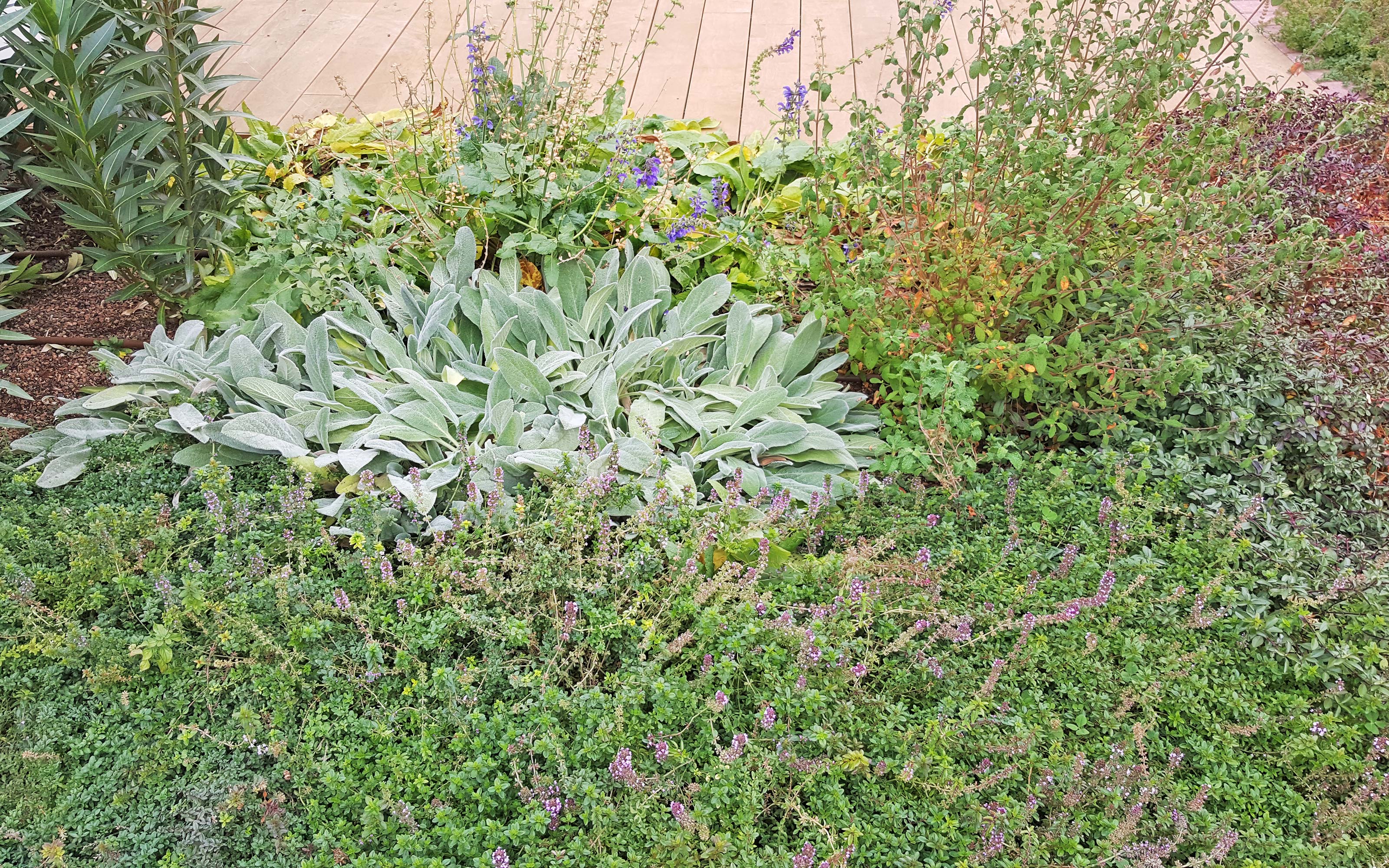 Hierbas sobre una cubierta ajardinada