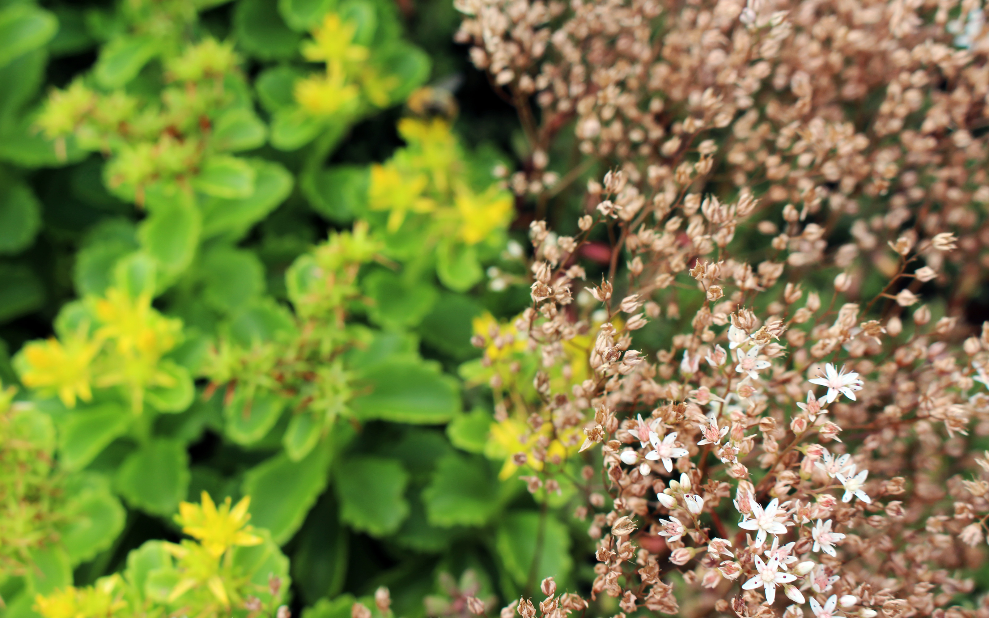 Flores de Sedum