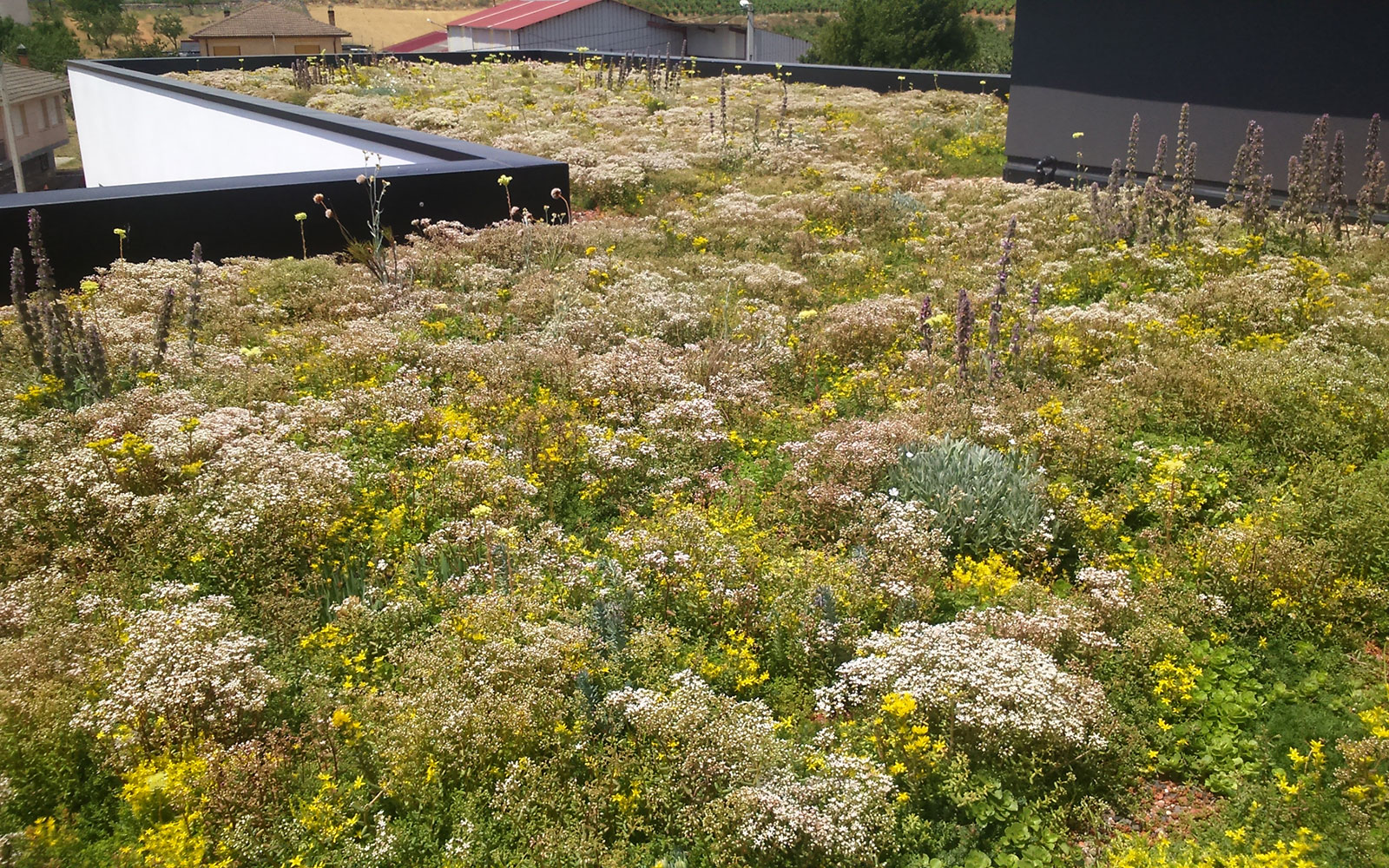 Cubierta ajardinada con Sedum