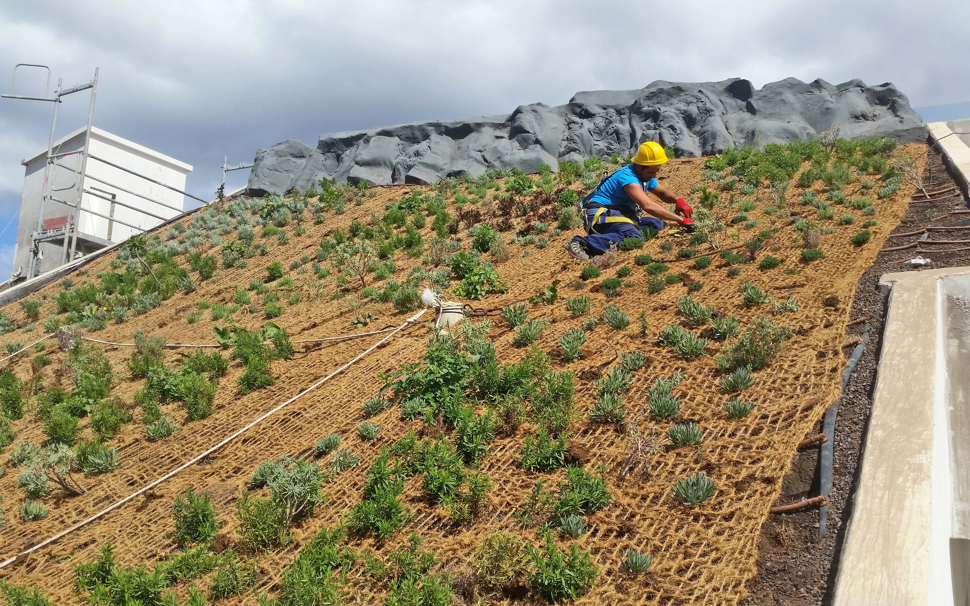 Jardinero planta en una cubierta inclinada