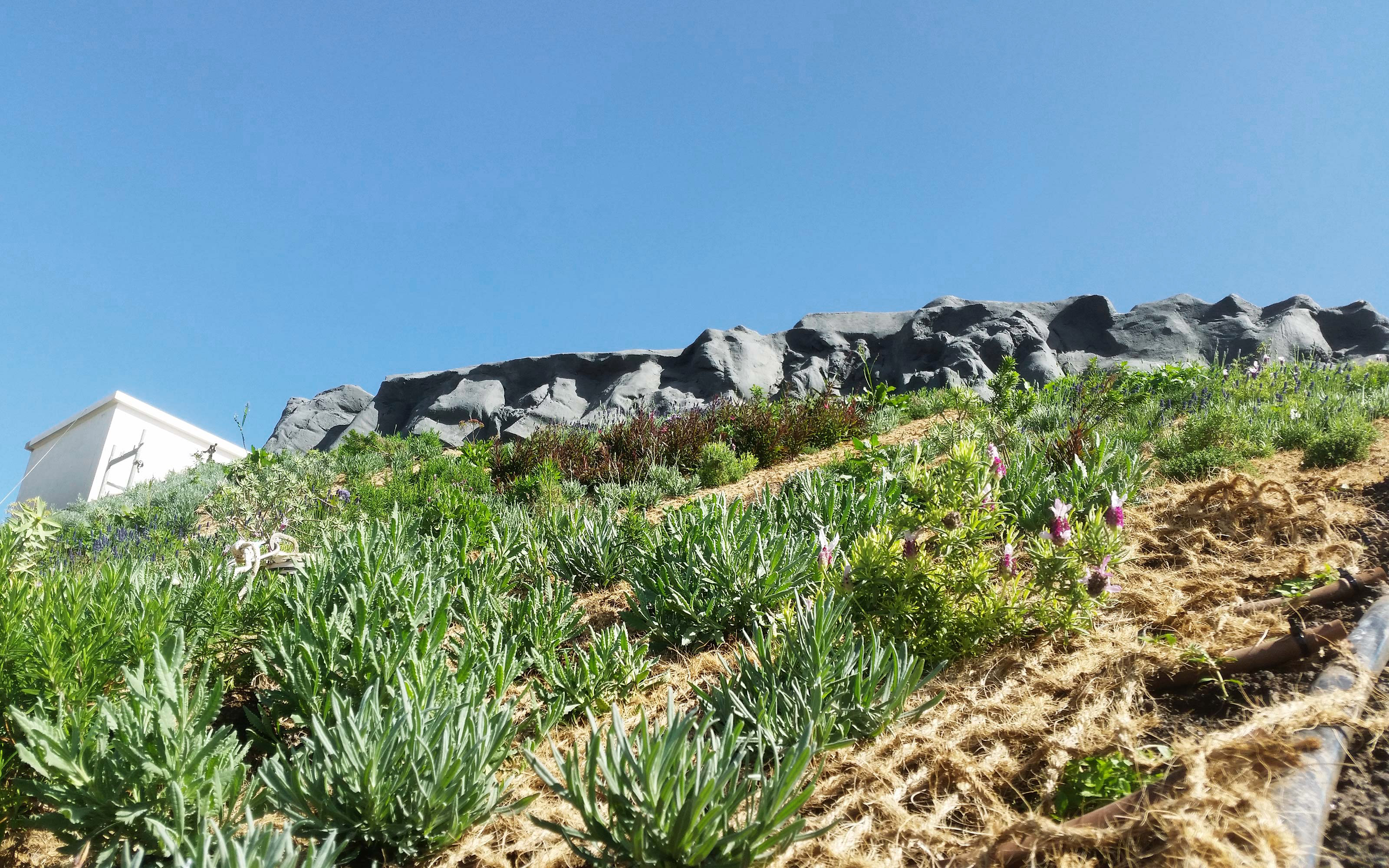 Yute y plantas en una cubierta inclinada