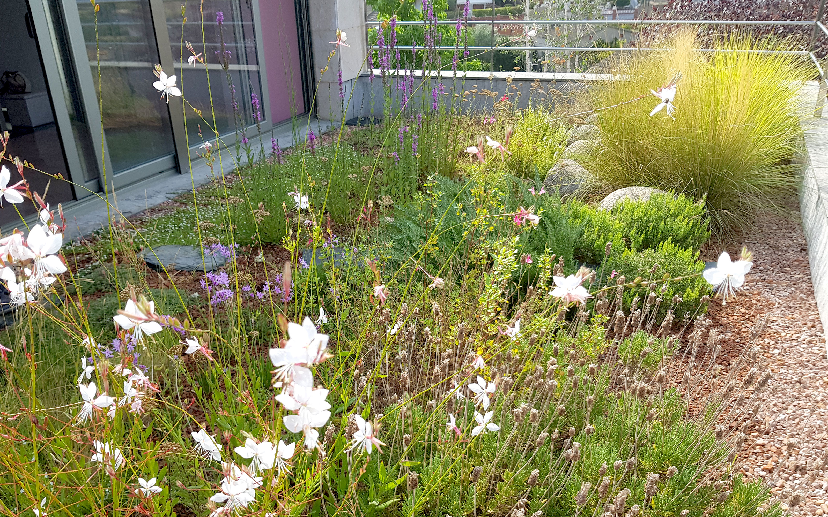 Cubierta jardín con flores bancas y hierbas ornamentales