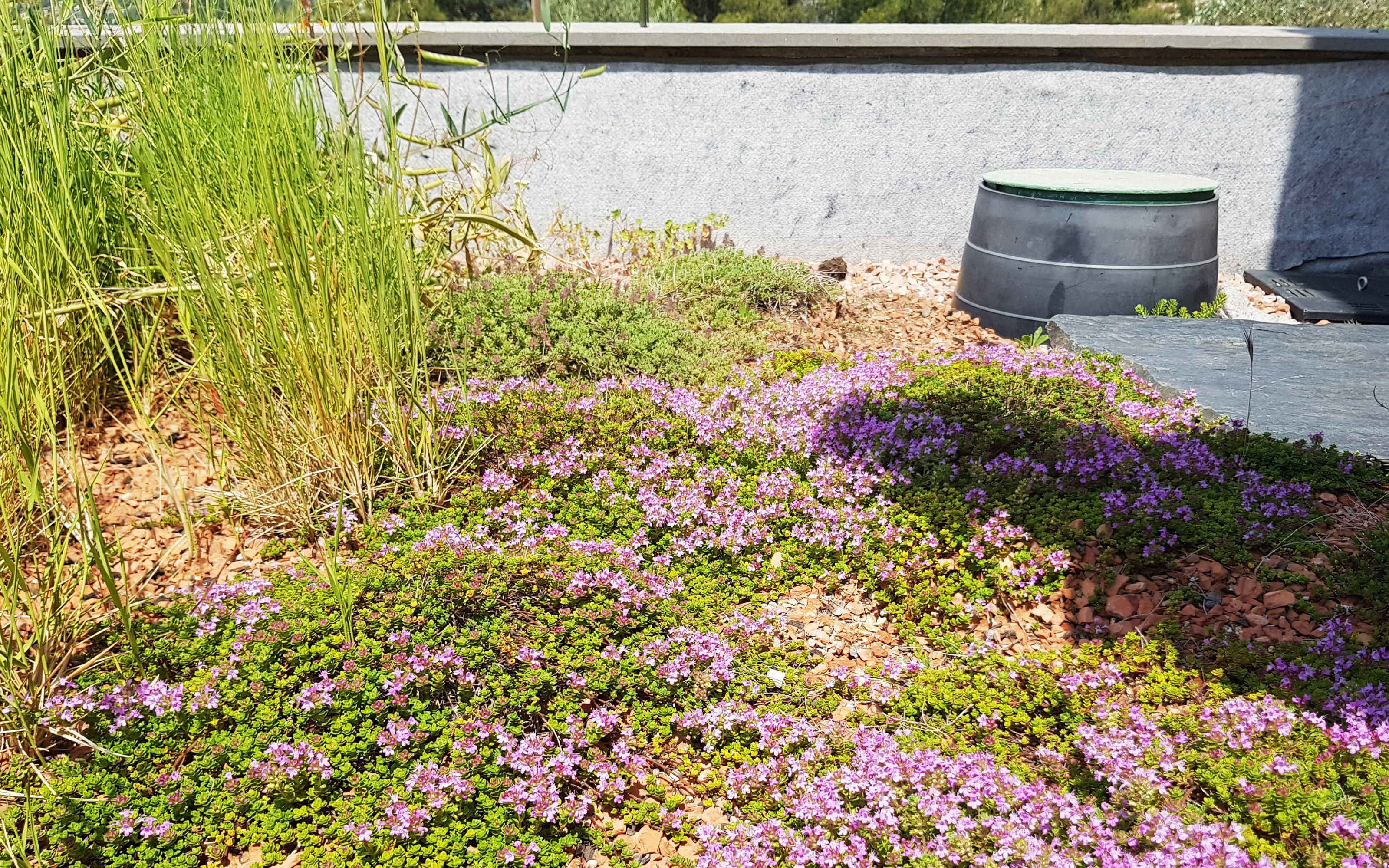 Cubierta ajardinada extensiva con flores rosadas