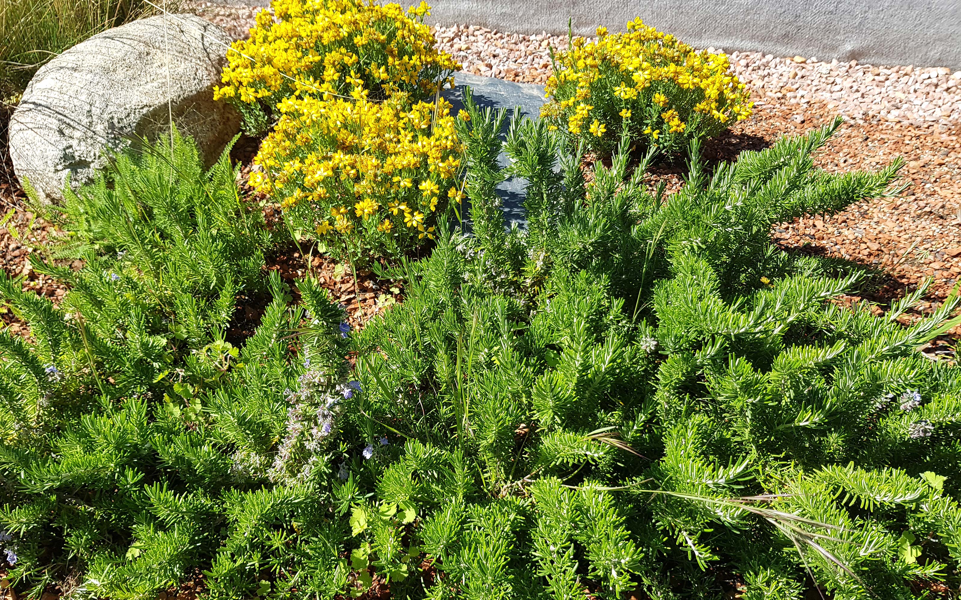 Flores amarillas y rocas