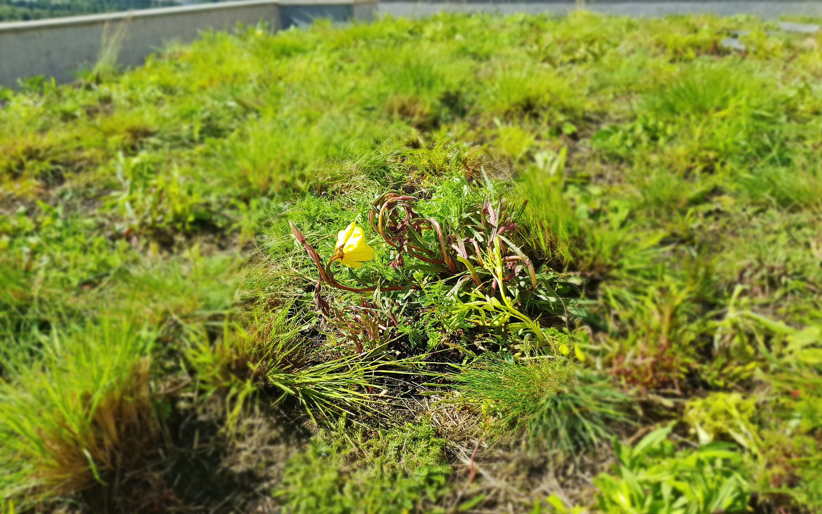 Vegetación de cubierta ajardinada