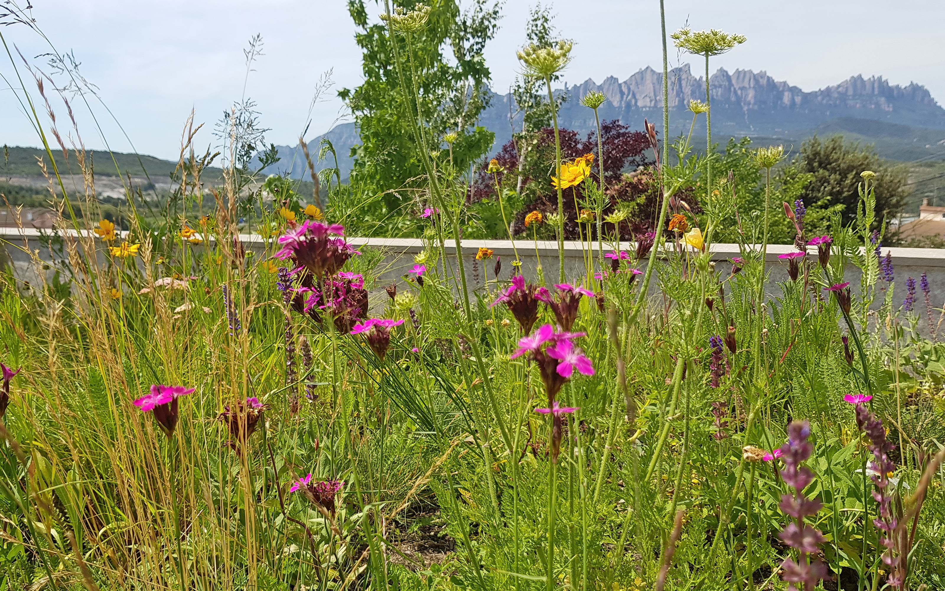 Cubierta jardín con flores rosadas