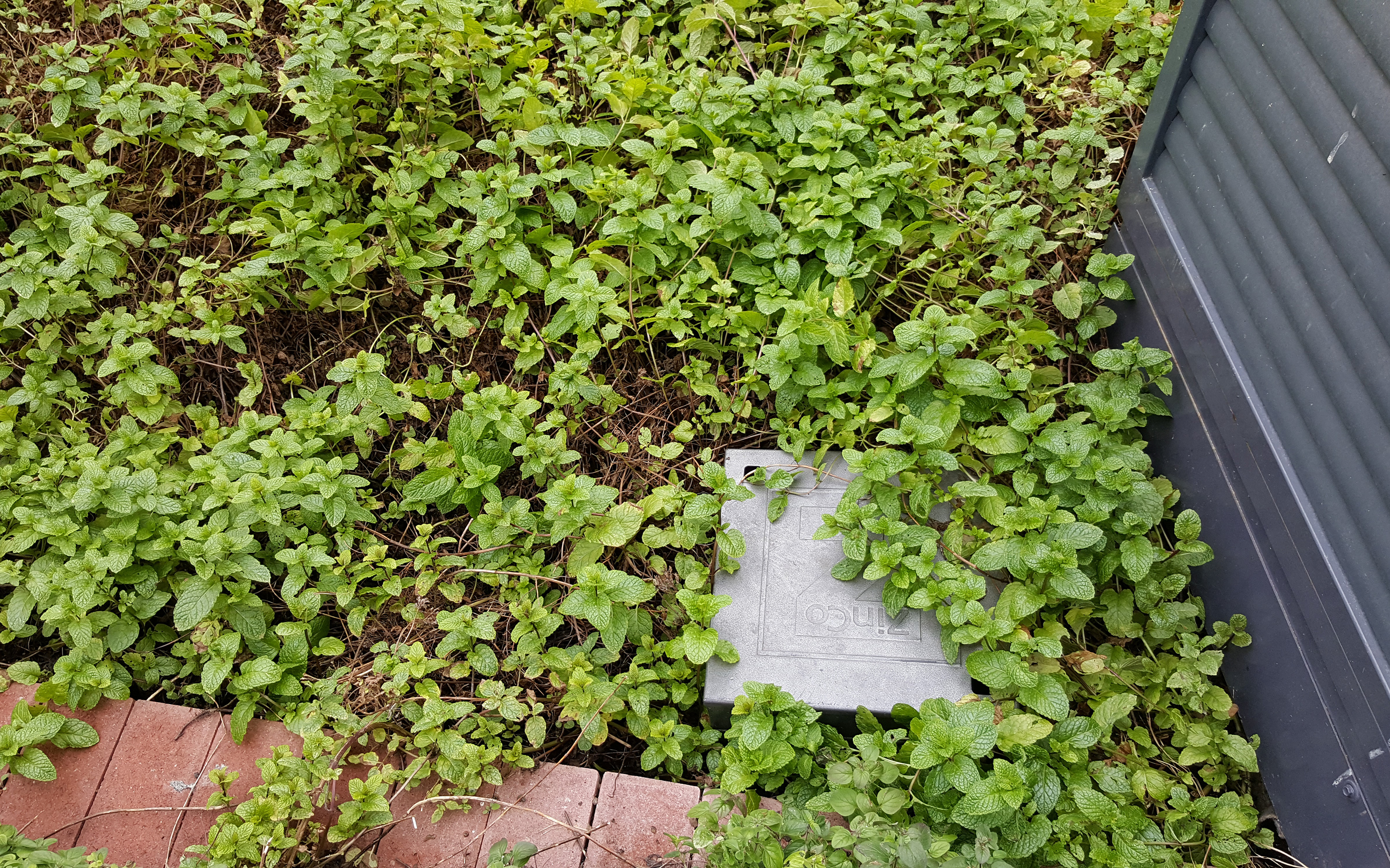 Plantas y caja de control