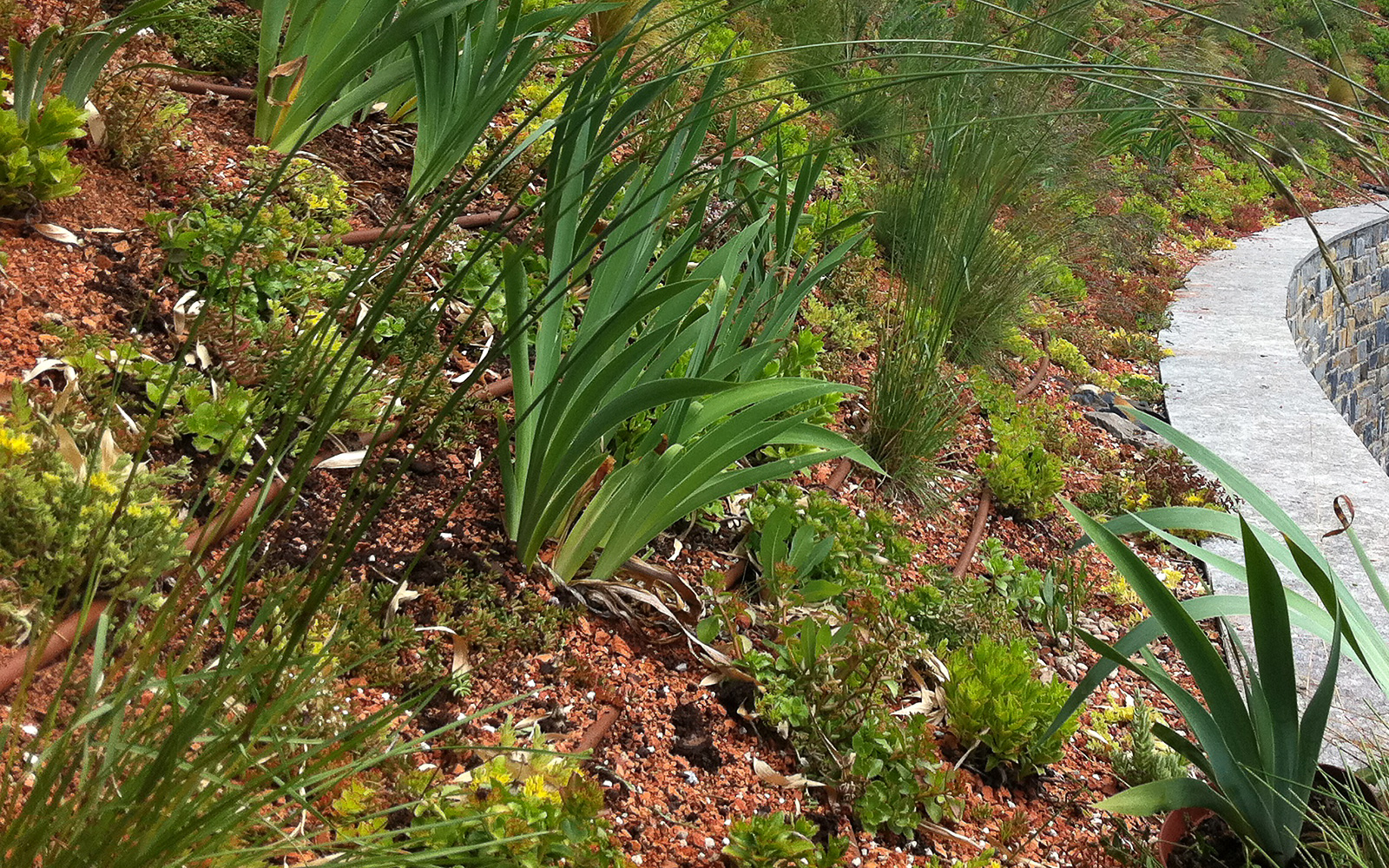 Cubierta ajardinada extensiva con  riego por goteo