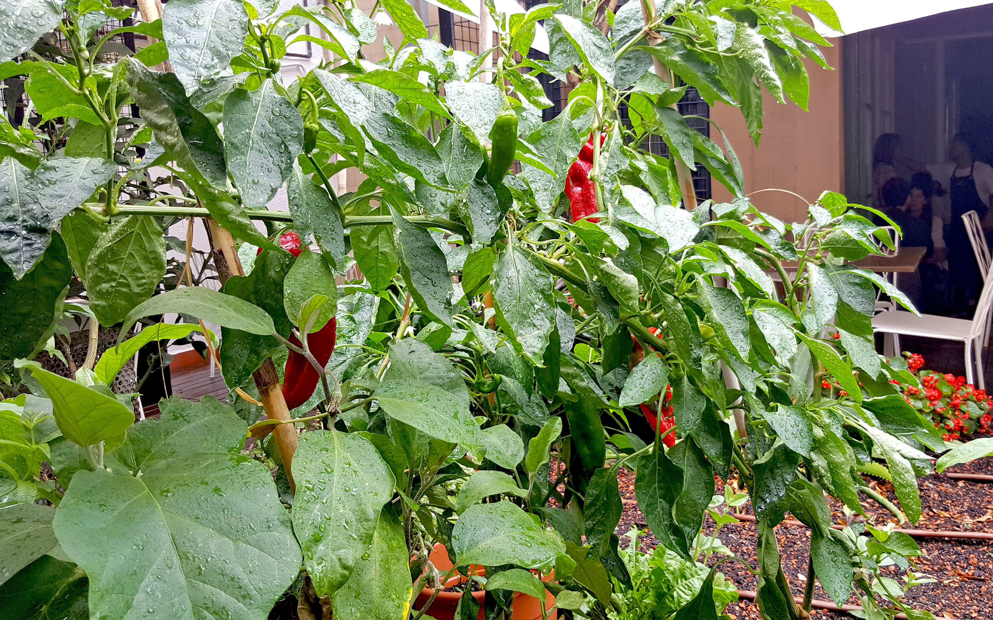 Pimientos picantes en un huerto al frente de un restaurante