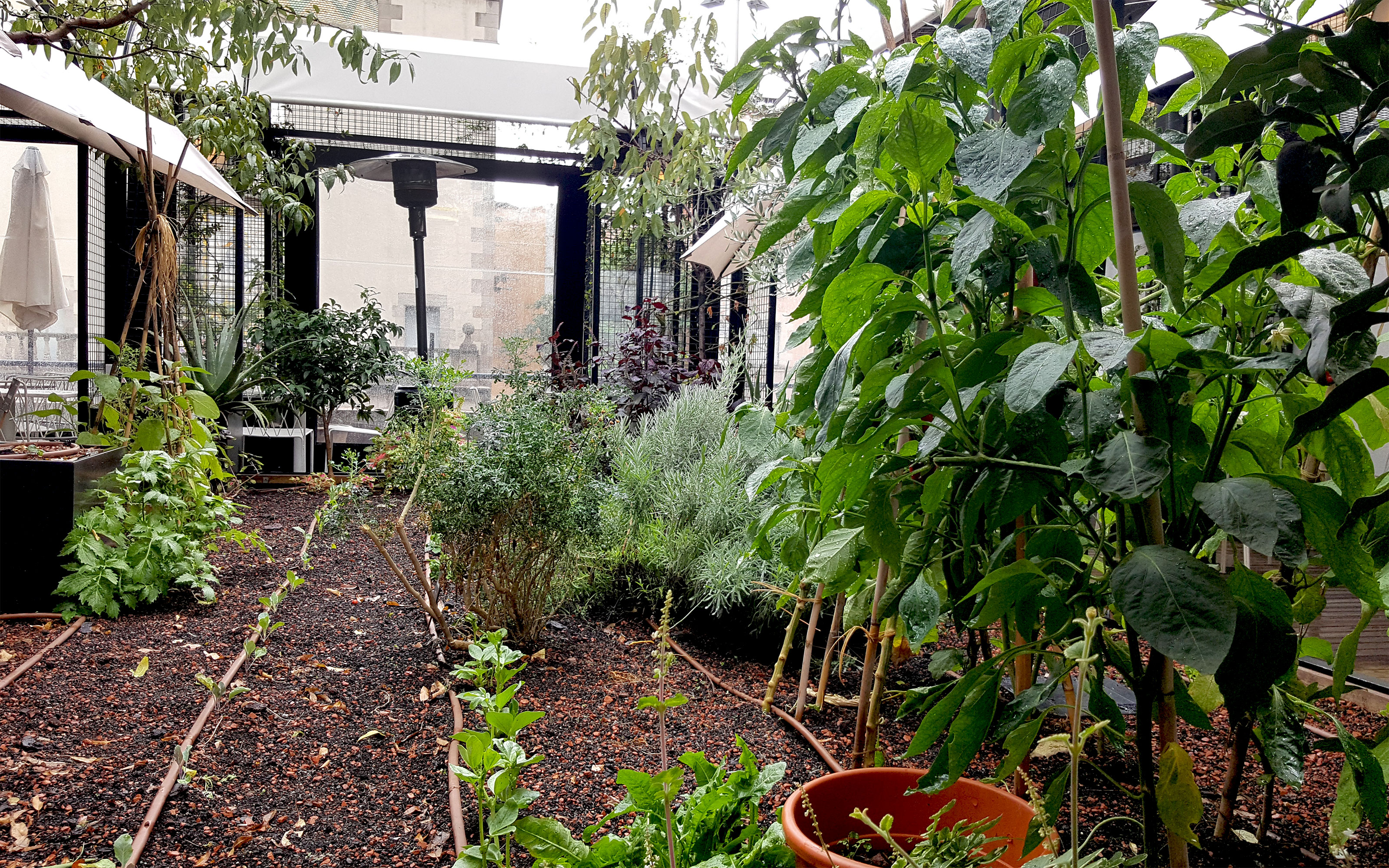 Cama con verduras y hierbas