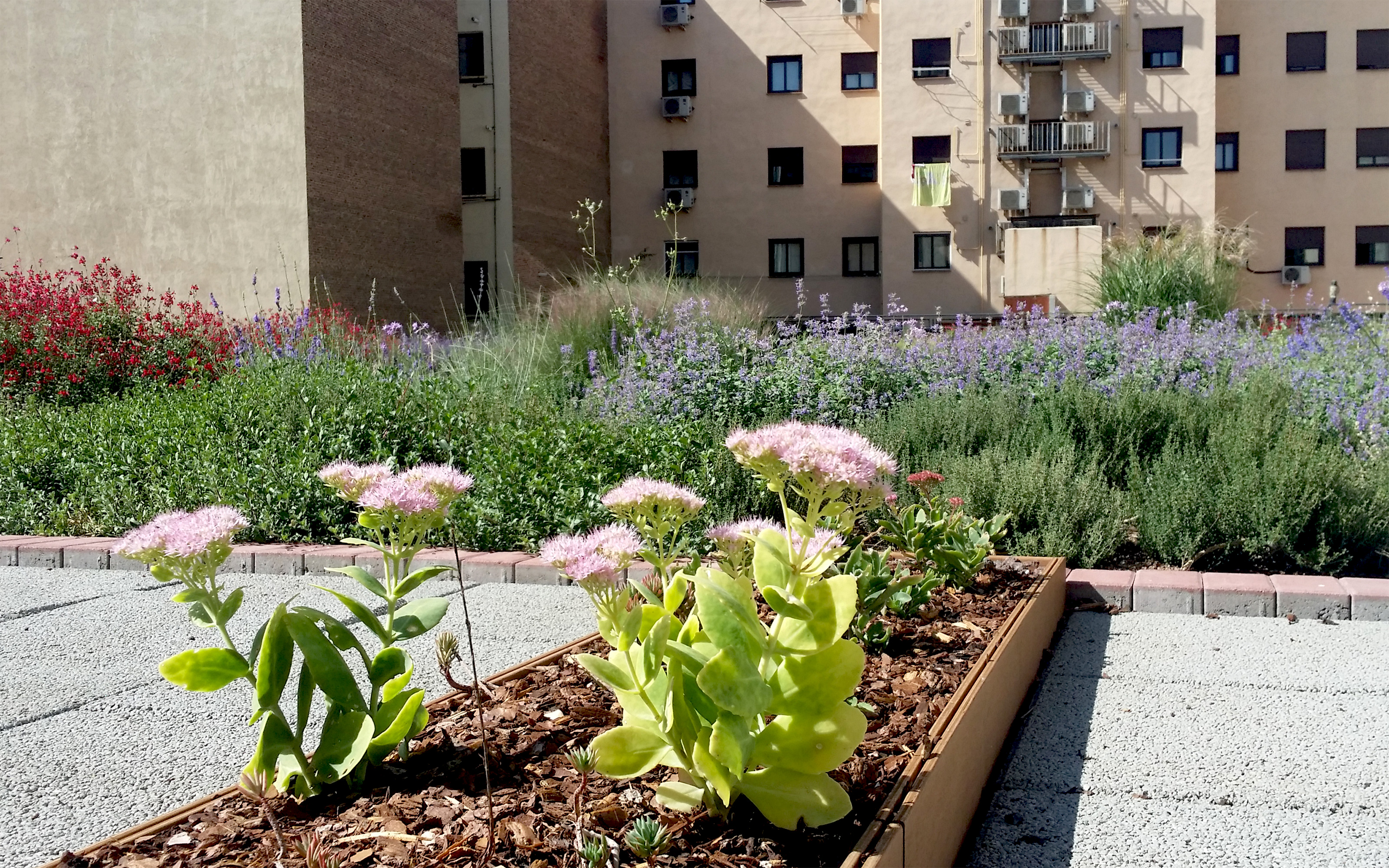 Flores sobre la cubierta ajardinada enfrente de bloques de apartamentos