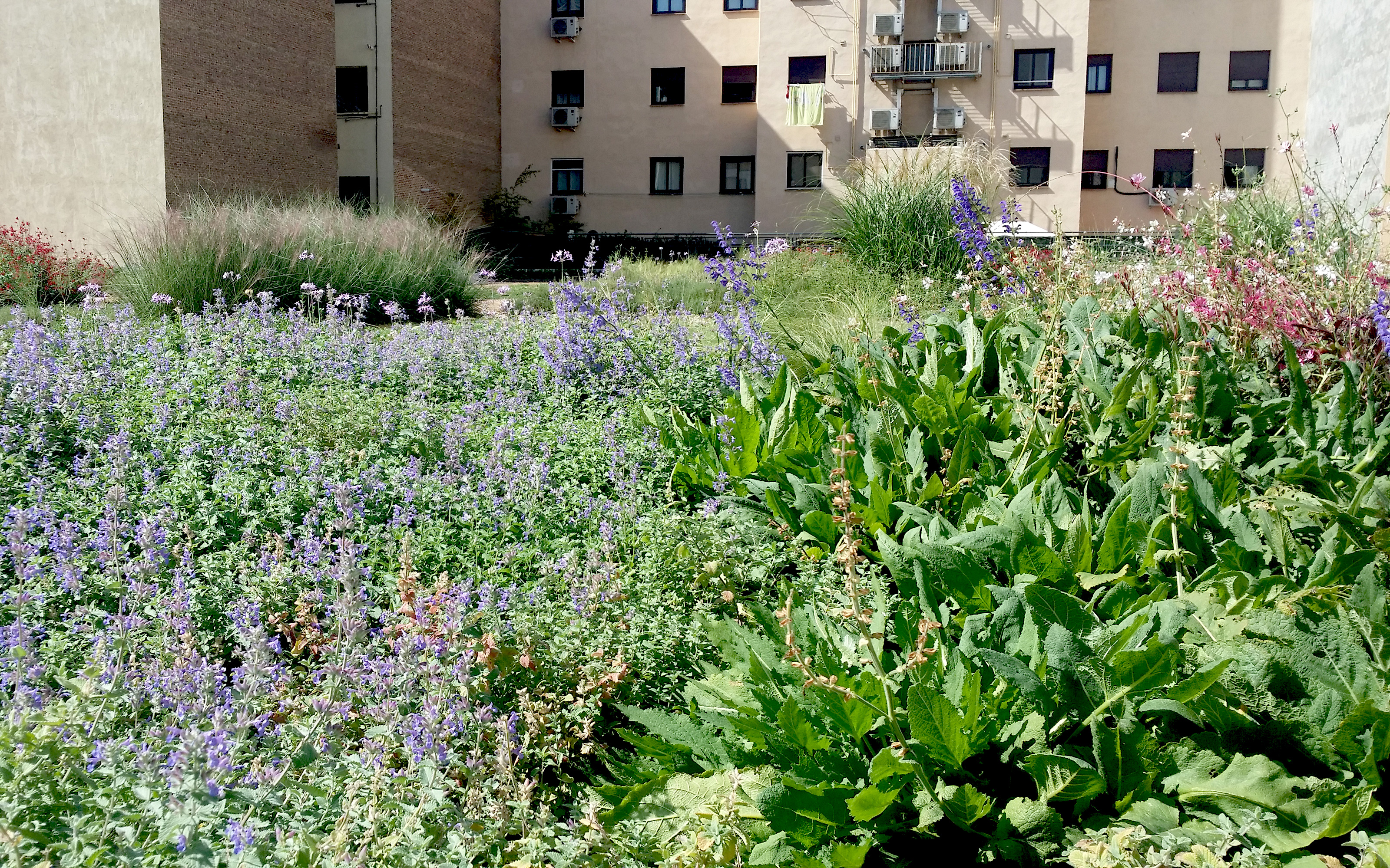 Flores y hierbas sobre la cubierta ajardinada enfrente de bloques de apartamentos