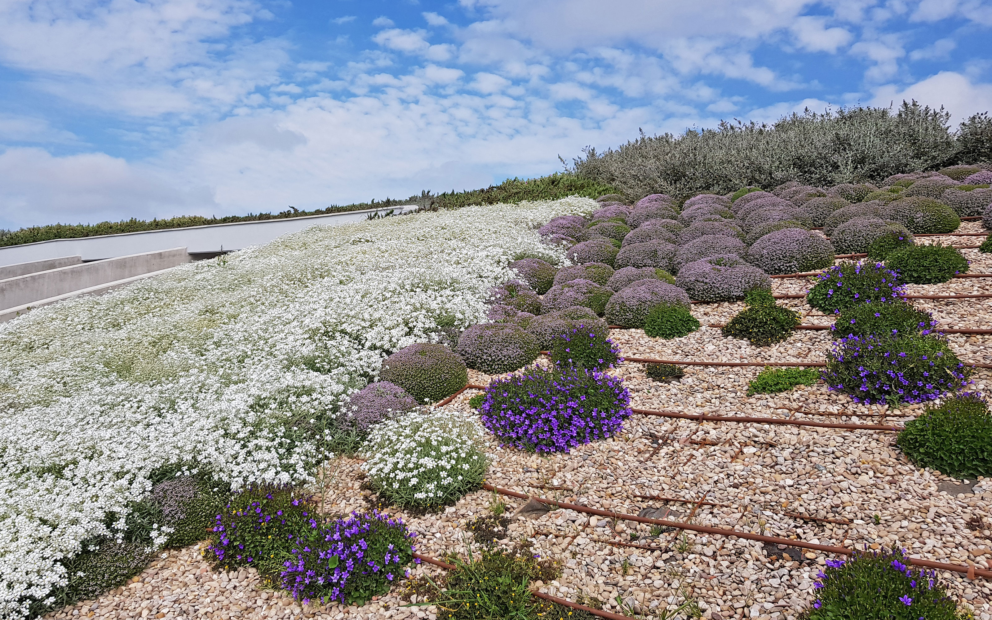 Cubierta ajardinada inclinada con flores blancas y moradas