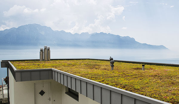 Cubierta ajardinada extensiva con Sedum