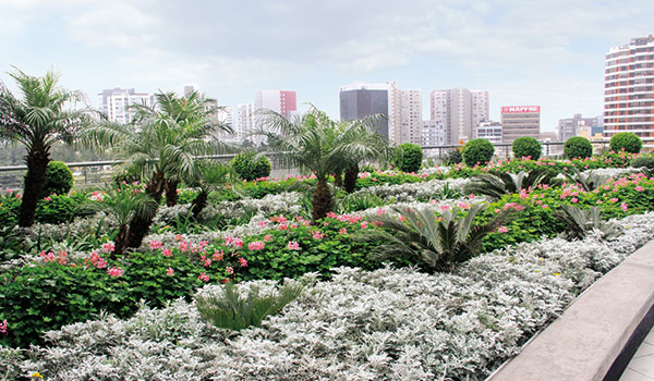 Cubierta jardin con palmeras