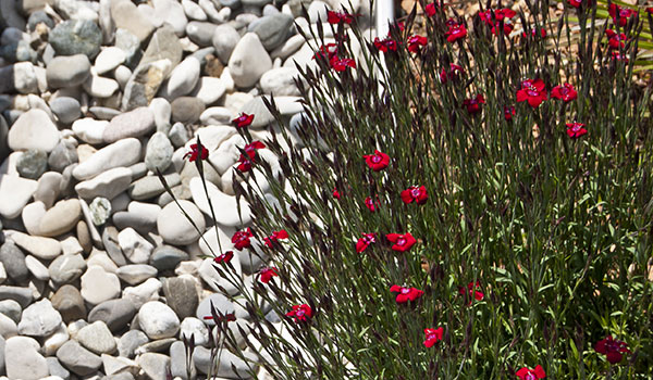 Grava y vegetación de la cubierta verde