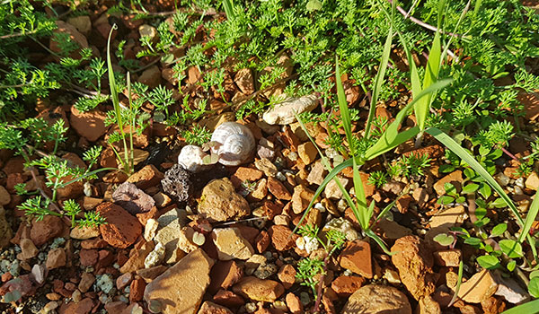 Substrato y vegetación