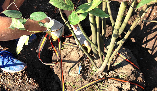 Un jardinero planta un arbusto