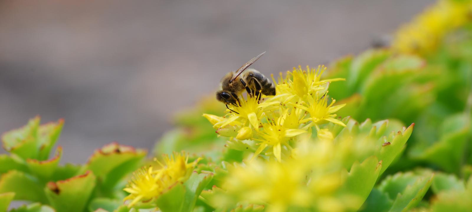 Abeja en flores de Sedum