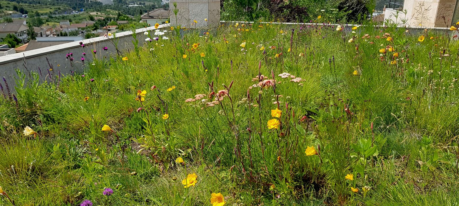 Prado de flores sobre la cubierta