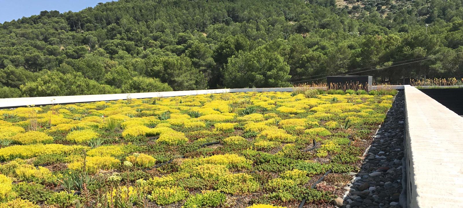 Cubierta verde con Sedum