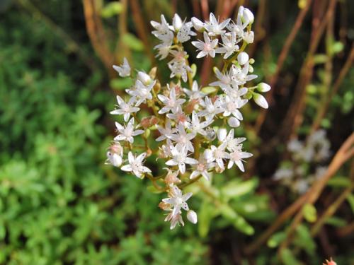 Sedum album 