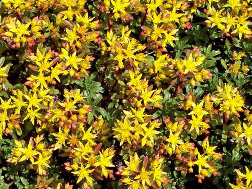 Sedum floriferum