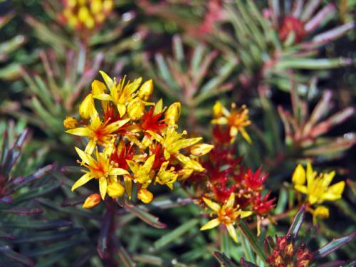 Sedum middendorfianum var. diffusum