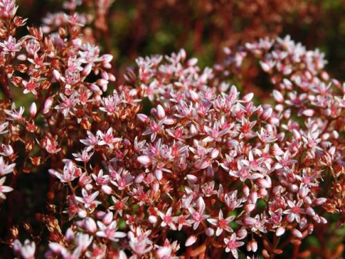 Sedum album 