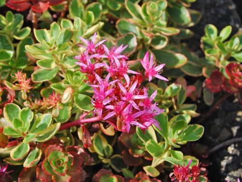 Sedum spurium