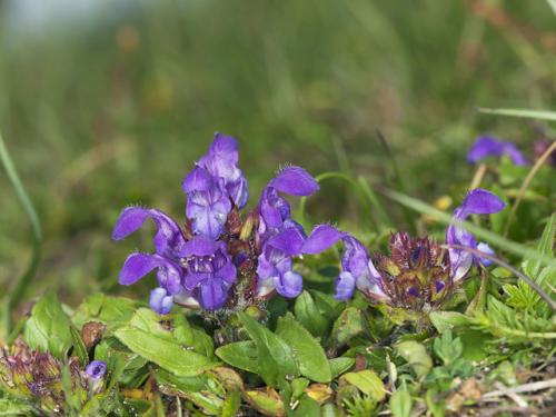 Prunella grandiflora