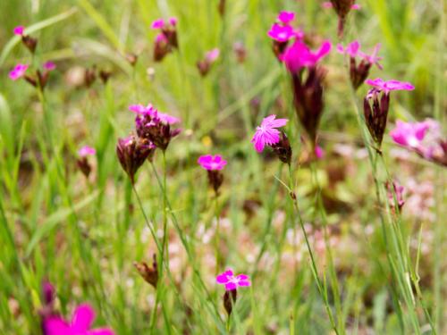 Dianthus cartusianorum