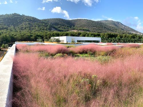 Cubierta ajardinada con hierbas ornamentales