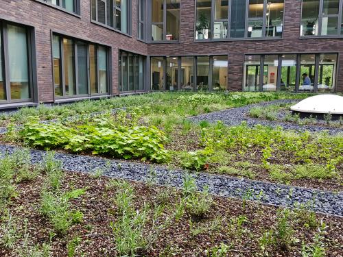 Patio con vegetación y grava