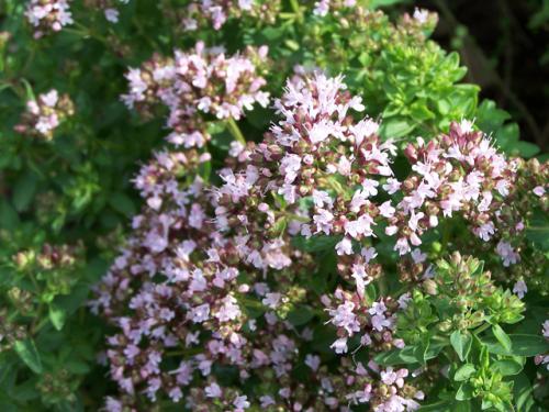 Origanum
