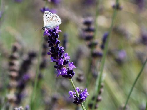 Lavanda