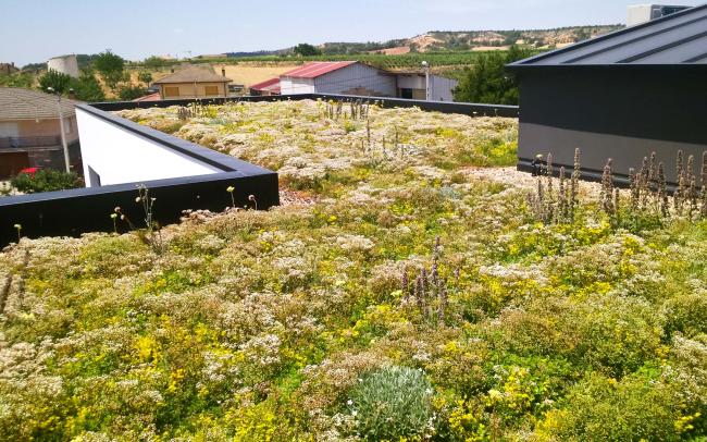 Cubierta ajardinada con Sedum