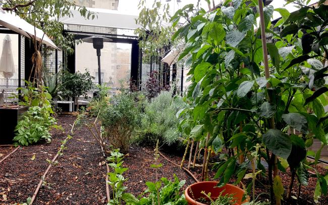 Cama con verduras y hierbas