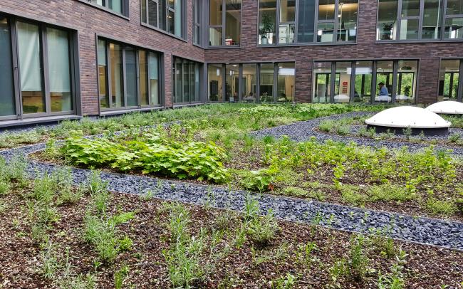 Patio con vegetación y grava